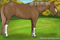 Horse Color:Chocolate Palomino 