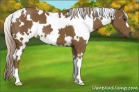 Horse Color:White Spotted Chocolate Palomino 