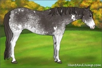 Horse Color:White Spotted Smoky Black Rabicano 