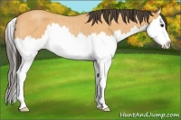 Horse Color:Buckskin Roan Splash Rabicano 