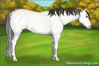 Horse Color:White Spotted Buckskin Splash Rabicano 