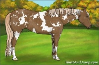 Horse Color:White Spotted Chocolate Palomino 
