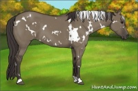 Horse Color:White Spotted Smoky Grullo 