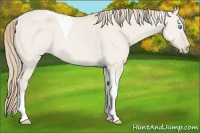 Horse Color:Smoky Creme Dun Tobiano 