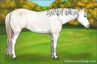 Horse Color:White Spotted Buckskin Splash Varnish 