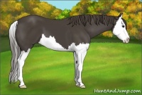 Horse Color:Smoky Black Splash 