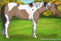 Horse Color:Bay Dun Tobiano 
