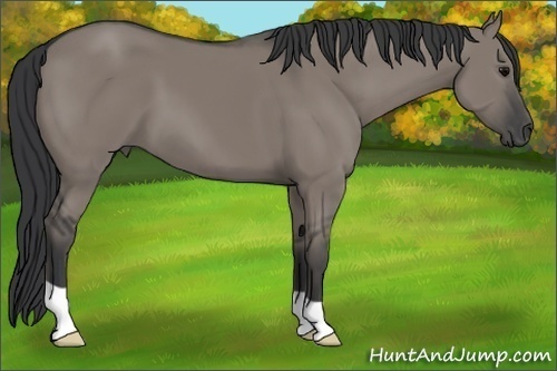 Horse Color: Grullo 