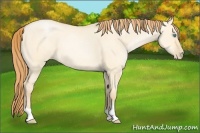 Horse Color:Buckskin Pearl Dun 