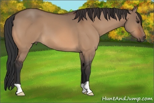 Horse Color: Bay Dun 