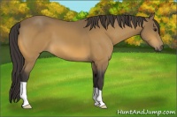 Horse Color:Buckskin 