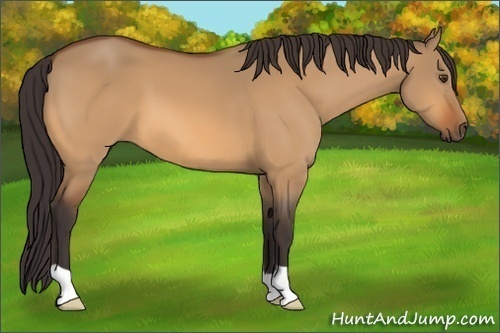 Horse Color: Buckskin Dun 