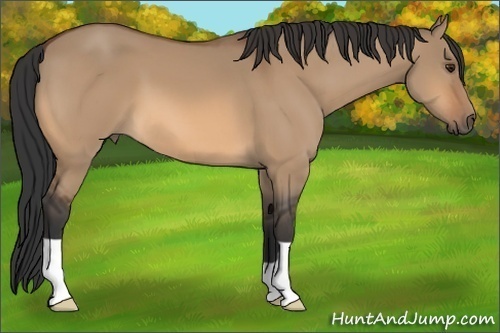 Horse Color: Bay Dun 