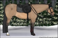 Horse Color:Bay Dun 