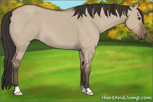 Horse Color: Bay Dun 