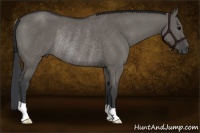 Horse Color:Grullo Rabicano 