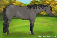 Horse Color:Grullo 