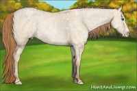Horse Color:Smoky Grullo Pearl Splash Rabicano 
