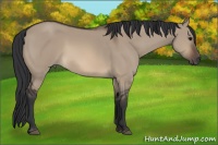 Horse Color:Brown Dun 