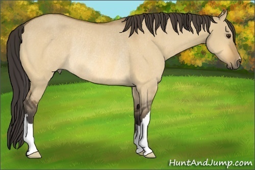 Horse Color: Buckskin Dun Rabicano 