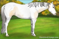 Horse Color:Buckskin Dun Splash Tobiano Rabicano