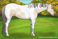 Horse Color:Buckskin Tobiano 