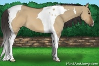 Horse Color:Buckskin Dun Tobiano 
