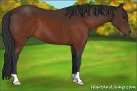 Horse Color:Brown 