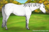Horse Color:Gray Brown Rabicano 