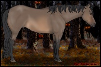 Horse Color:Brown Dun 