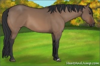 Horse Color:Brown Dun 