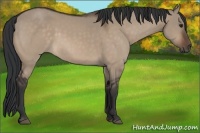 Horse Color:Brown Dun 