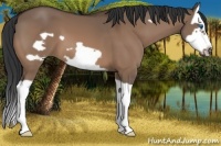 Horse Color:Brown Dun Splash Frame 