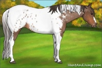Horse Color:Bay Tobiano Appaloosa Rabicano 