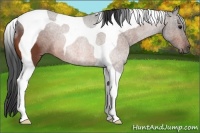Horse Color:Bay Tobiano 
