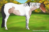 Horse Color:Bay Tobiano 
