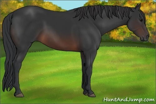 Horse Color: Brown 