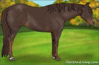 Horse Color:Liver Chestnut Sabino 