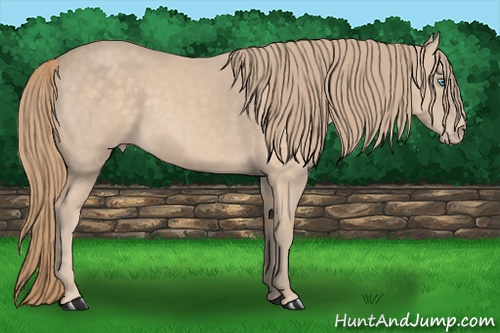 Horse Color: Perlino 