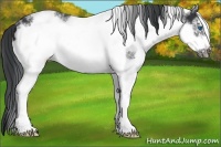 Horse Color:White Spotted Black Frame Rabicano 