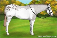 Horse Color:Liver Red Roan Splash Frame Appaloosa 