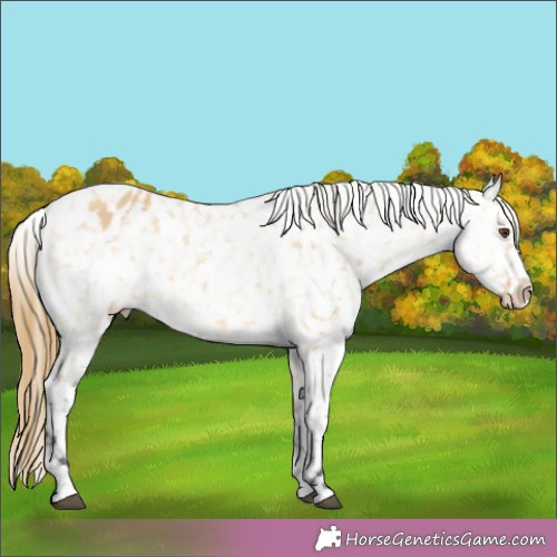 Horse Color:Unknown 