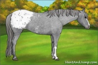 Horse Color:Black Appaloosa 