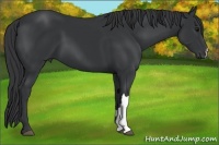 Horse Color:Black 