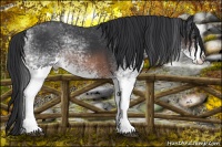 Horse Color:White Spotted Brown 