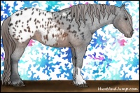 Horse Color:Brown Appaloosa 