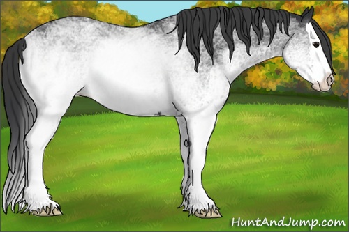 Horse Color: White Spotted Black Splash 