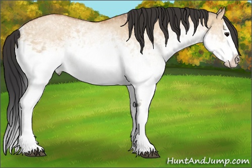 Horse Color: White Spotted Bay Dun Splash 
