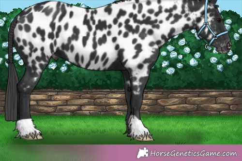 Horse Color:Black Near Leopard 