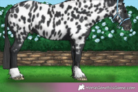 Horse Color:Black Near Leopard 